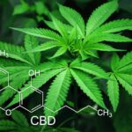What is the Function of Cannabichromene CBC?
